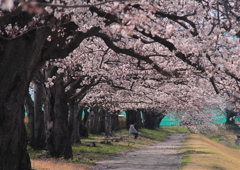 桜の木の下で
