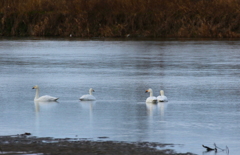 今年初めての白鳥