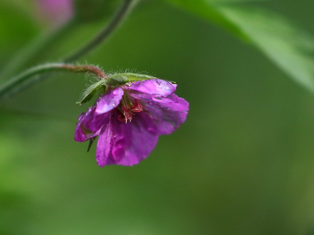 なんてなまえ？