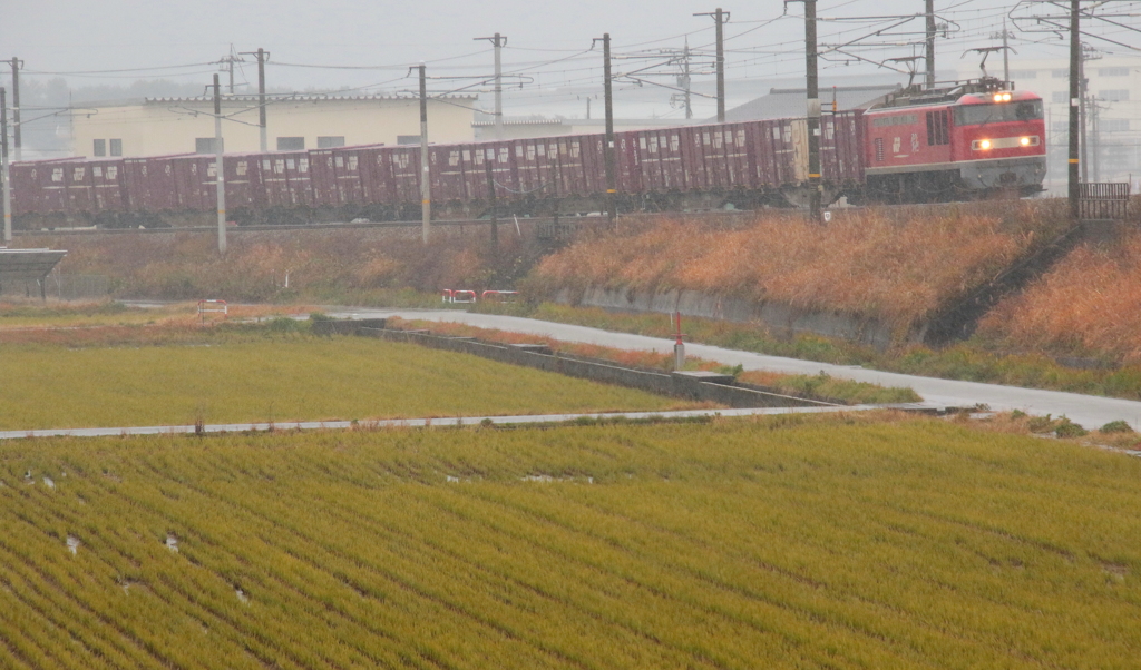 雨の日のレッドサンダー君