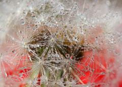 しずく遊び～まんまる