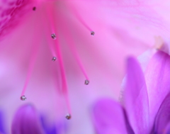 花も生きている