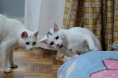 味しないし・・・　何食っている？