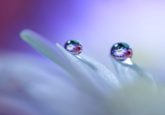 心海ＤＲＯＰＳ　49