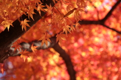紅葉