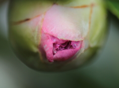 蕾
