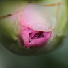 蕾