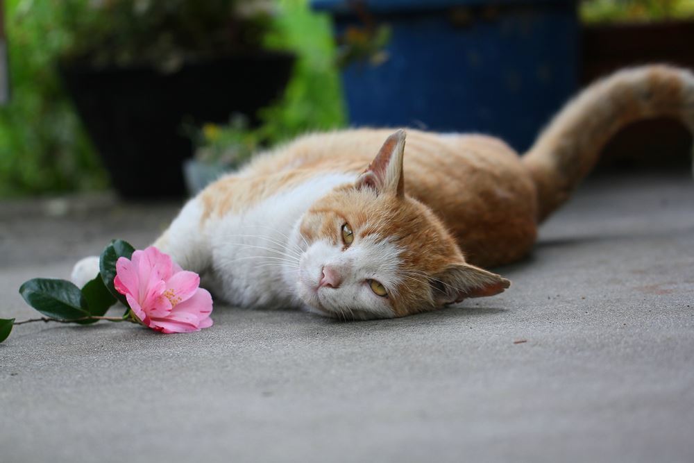 ぼくは花より愛がほしい