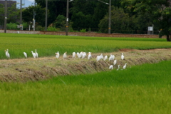 集う