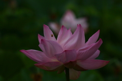 蓮の花