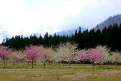 山の春・・・　続き