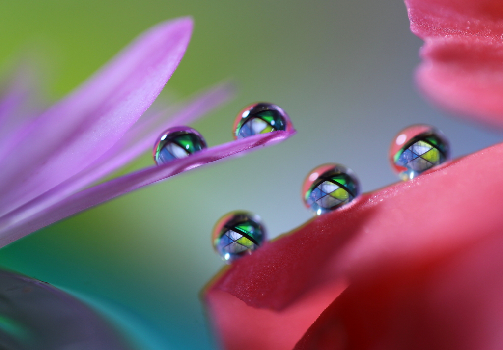 心海ＤＲＯＰＳ