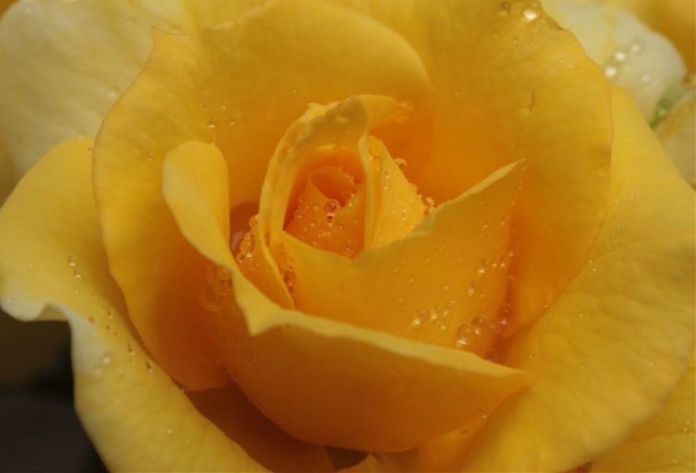 黄色い薔薇