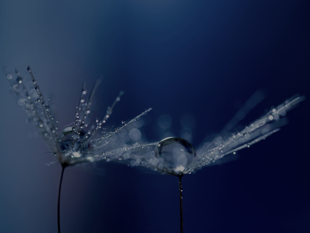 心海ＤＲＯＰＳ　71　（幻想）