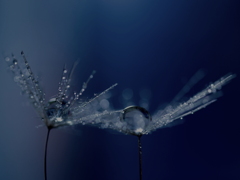 心海ＤＲＯＰＳ　71　（幻想）
