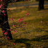 紅梅・・・良いの撮れましたか？