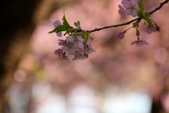 桜の木の下で・・・