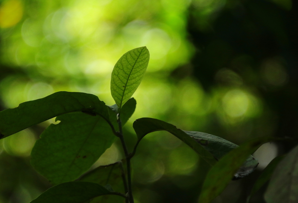 葉っぱシリーズ　森は生きている・・・