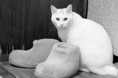 長靴と猫