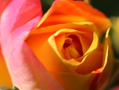 庭の薔薇が咲きました。