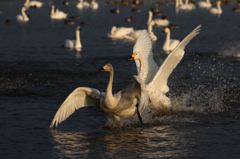 待て！～　にげろやにげろ～