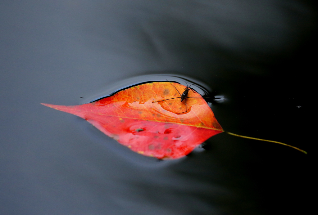 ・・・浮かぶ瀬もあれ