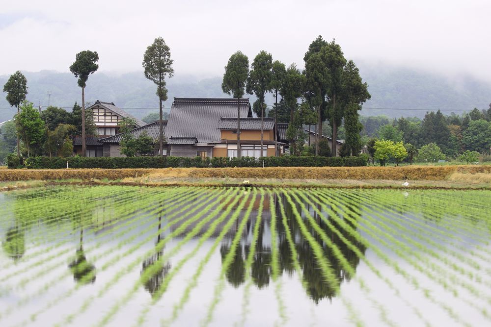 水田