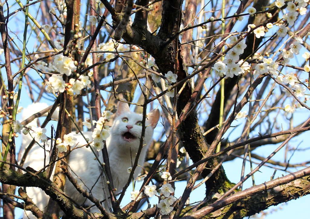 花見はいいにぁ～！