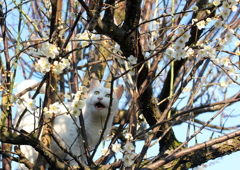 花見はいいにぁ～！