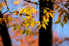 欅の紅葉