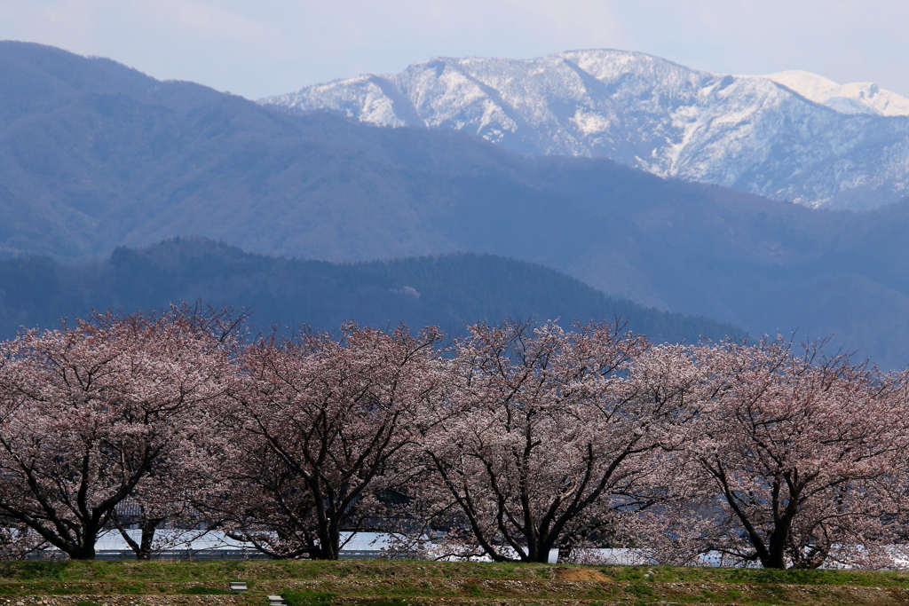 雪山と桜