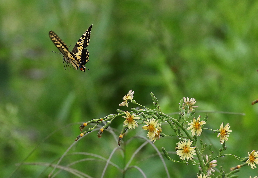 逃げないで～♪