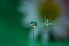 野菊はゆりかごの中