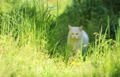 マロ（母猫）の雑草探検