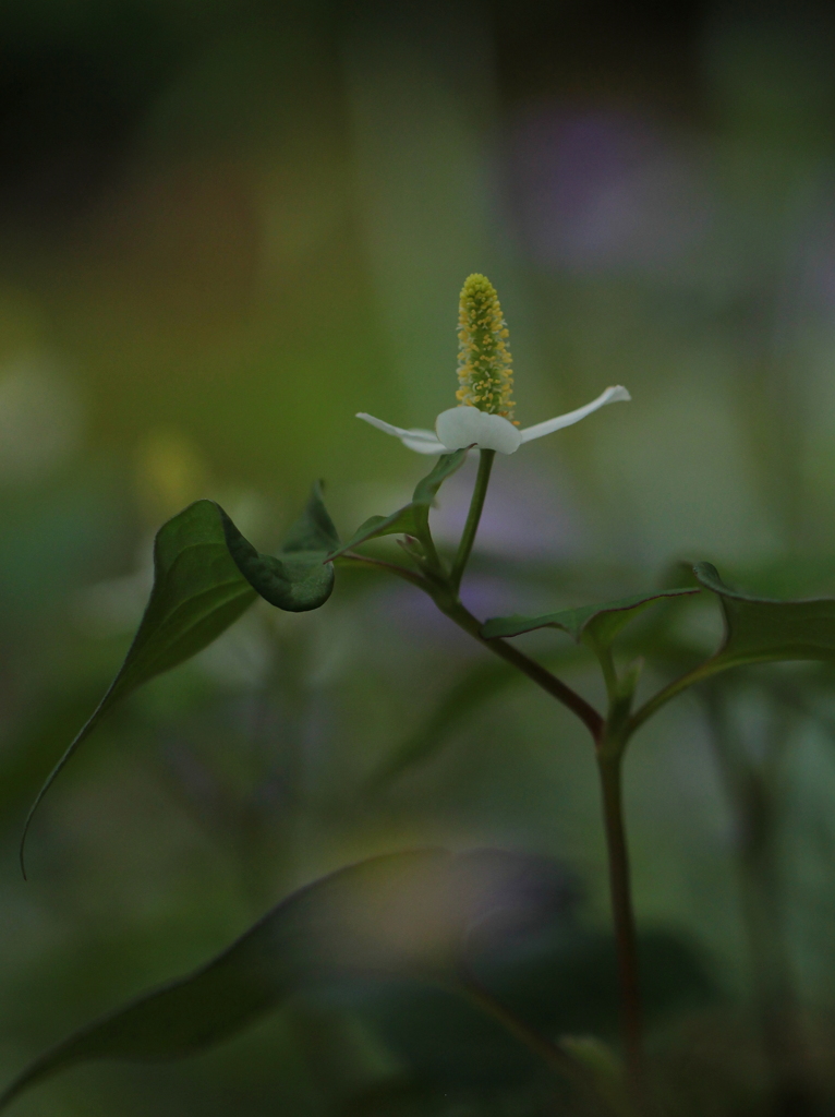 ただ一途に・・・