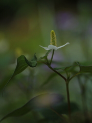 ただ一途に・・・