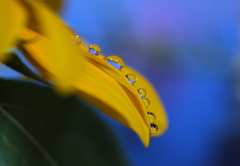 向日葵（花びら濡れて雨の色）