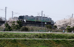 あいの風鉄道と桜