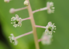 ヤマゴボウの花