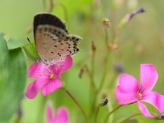 ちょっと、この花小さいわ！