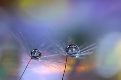 心海ＤＲＯＰＳ　52　（混沌・・・・）