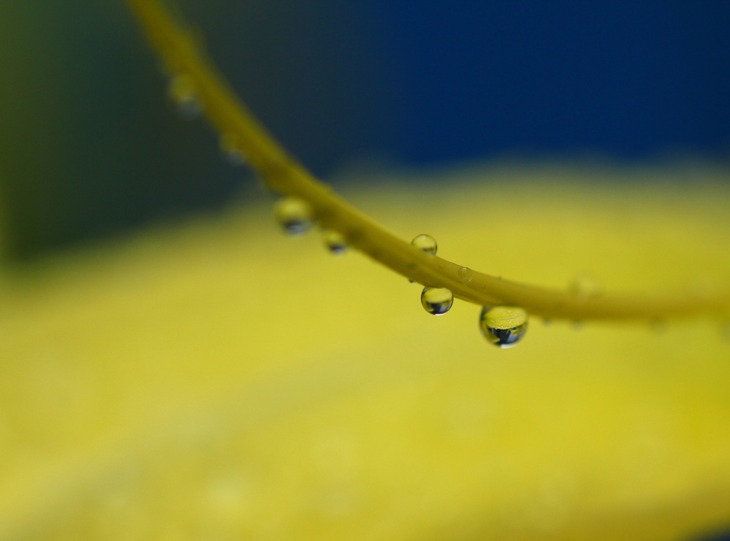 黄色の花びらが