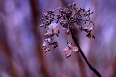 枯れ紫陽花シリーズ2