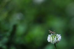 カマキリ坊やの冒険