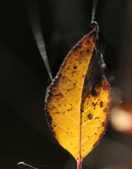 木の葉