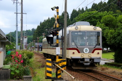 ダイコン電車君が通ります～♪