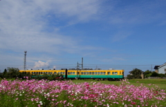 かぼちゃ君と秋桜