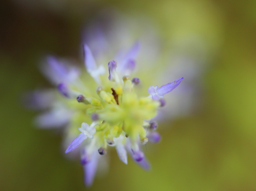 小人の帽子屋さん