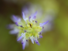 小人の帽子屋さん