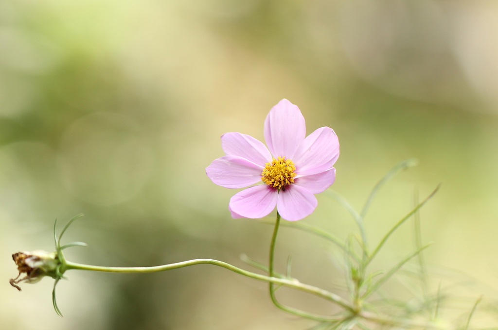 秋桜